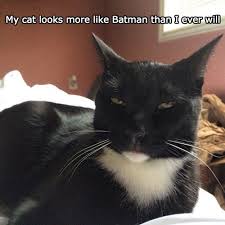 Find funny gifs, cute gifs, reaction gifs and more. He Knows It Too Lolcats Lol Cat Memes Funny Cats Funny Cat Pictures With Words On Them Funny Pictures Lol Cat Memes Lol Cats