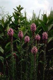 Image result for Pycnostachys schliebenii