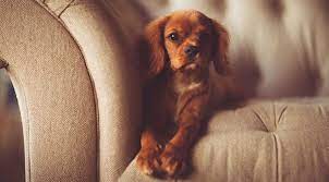 Gemütlich wird ein sofa doch erst wirklich, wenn man die füße hochlegen kann und dies ist bei eckcouchen immer möglich. Hundeurin In Der Wohnung Entfernen Sofort Tipps Hund Trainieren