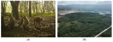 Image result for Sporobolus myrianthus