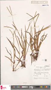 Image result for Melinis macrochaeta