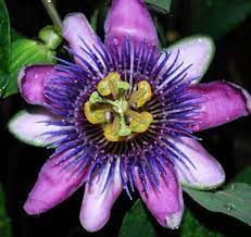 The Flower We Are Using On The Arch Passion Fruit Plant Passion Flower Rainforest Flowers