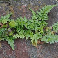 Image result for Asplenium uhligii