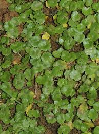 Image result for Hydrocotyle sibthorpioides