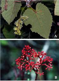 Image result for Vitaceae