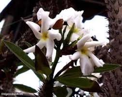 Image result for Rawsonia