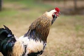 Bila ayam anda berkokok jam 12 malam bisa jadi ada ular besar yang sengaja ingin menerka ayam tersebut. Kenapa Sih Ayam Berkokok Di Pagi Hari Ini Penjelasan Ilmiahnya