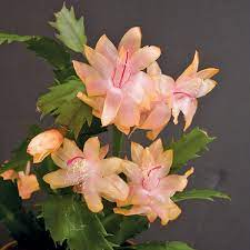 Christmas cactus are popular blooming houseplants. Christmas Cactus Christmas Flame Schlumbergera Hybrid