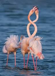 Su Di Me C E Chi Nasce In Bianco E Nero O Chi A Colori Io Ho Optato Per La Seconda Ma Che Animali Animali Belli Uccelli Esotici
