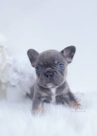 Contact seattle french bulldog breeders near you using our free french bulldog breeder search tool below! French Bulldog Craigslist