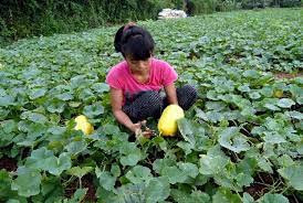 Cara menanam tamanan mentimun timun. Cara Menanam Timun Suri Buah Favorit Untuk Berbuka Puasa