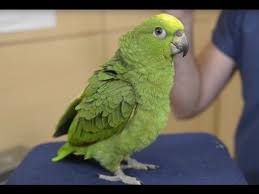 Aves El Loro Real Todo Sobre Una De Las Especies Que Mas Hablan Youtube Animales Bonitos Mascotas Loros