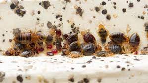 Bugs exterminators is a smart choice. Bed Bug Exterminator Miami Fl