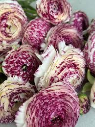 Image result for Ranunculus stagnalis