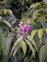 Image result for Lonchocarpus