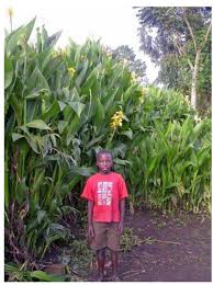 Image result for Pycnostachys ruandensis