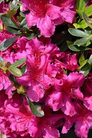 Girard S Fuchsia Evergreen Azalea Rhododendron Girard S Fuchsia At Oakland Nurseries Inc Azalea Flower Foundation Planting Pine Garden