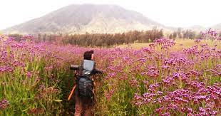 Gambar Hutan Sabana 9 Padang Savana Terindah Di Jawa Timur Ini Bikin Pengen Segera Liburan Persebaran Hutan D Gambar Hutan Pemandangan Yang Indah Pemandangan