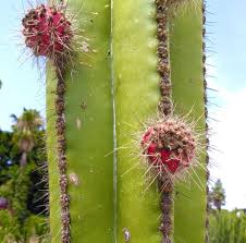 Image result for Lophocereus marginatus