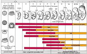 Pregnancy Baby Chart Week By Week Pregnancy Baby Size Chart