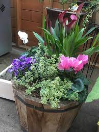 Calla Lily Cyclamen Lemon Thyme Planter Lily Garden Small Front Gardens Raised Garden Beds Diy
