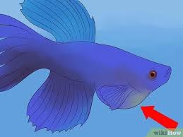 This betta fish care guide can help you figure it all out, and give you the information you need to provide your new pet with a healthy environment where he will thrive for many years. 6 Ways To Tell If A Betta Fish Is Sick Wikihow