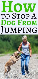 Teach your dog that they receive no attention for jumping on you or anyone else. How To Stop A Dog From Jumping On People Dogs Dog Care Puppy Training