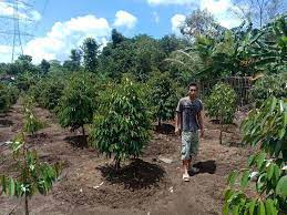 Cara saya tanam pokok durian duri hitam. Pemeliharaan Pohon Durian Super Agar Tanaman Subur Durian Melimpah