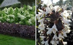 Looking Forward Planting Hydrangeas Annabelle Hydrangea Hydrangea Garden