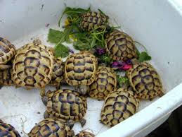 Tortoise Trust Web Feeding Your Tortoise