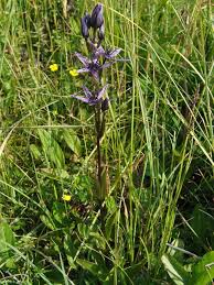 Image result for Swertia welwitschii