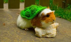 To make the basic fia doll, d ownload the basic fia doll free pattern by clicking here. Guinea Pig Sweater Knithacker