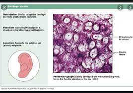 Pin By Avery Theleritis On Epithelial Connective Tissues Hyaline Cartilage Product Description Supportive