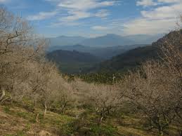 2020 1 6 南投 九份二山 梅花 in 2020 nature natural landmarks landmarks