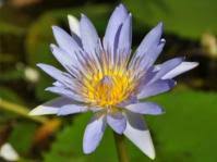 Image result for Nymphoides brevipedicellata