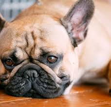 No one is sure why dogs eat grass, but one theory is to get rid of internal worms. Ringworm In Dogs Symptoms Treatment And Prevention