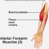 The muscles on the anterior side of the forearm, such. 1