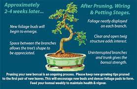 However, this repeated pruning and the lack of shoot extension can lead to a weaker tree, particular in the lower branches. Bonsai Tree Pruning Guide 6 Easy Steps To Prune Your Bonsai