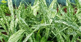 Image result for Aspidistra