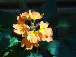 Image result for Crossandra fruticulosa