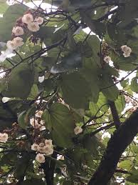 Image result for Piliostigma thonningii