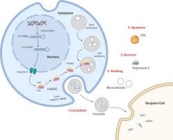 18 şubat 2014 salı günü eklendi, 958 defa indirildi. Frontiers Mirna And Lncrna As Potential Biomarkers In Triple Negative Breast Cancer A Review Oncology