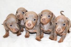 After over 20 years dog breeder for the dachshunds, carter's dachshunds is celebrating. Dachshund Puppies Dachshund Breeder Hampstead North Carolina