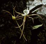 Image result for Habenaria debeerstiana