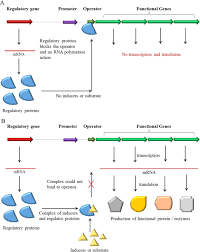 3.2.1.23: Beta-Galactosidase - Brenda Enzyme Database