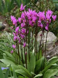 Dodecatheon Meadia Twaalfgodenkruid De Tuinen Van Appeltern Appeltern Dodecatheon Meadia Tuinen Twaal Straucher Garten Mehrjahrige Pflanzen Pflanzen