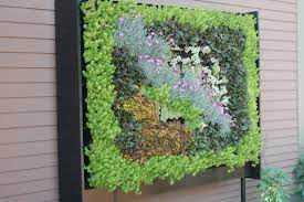 Sedums Are Ideal For A Vertical Garden For More Information About These Great Plants Check Ou Vertical Garden Vertical Garden Wall Vertical Succulent Gardens