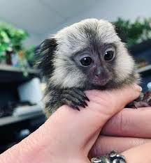 Get monkey finger monkey finger today with drive up, pick up or same day delivery. Finger Monkey The Smallest Pet Monkey You Can Own