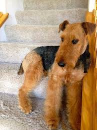 We did not find results for: Airedale Terrier Puppies Scotland Pets Lovers