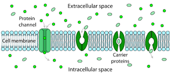 Cell Membranes Fluid Mosaic Model And Cytoskeleton Medical Library Cell Membrane Plasma Membrane Facilitated Diffusion